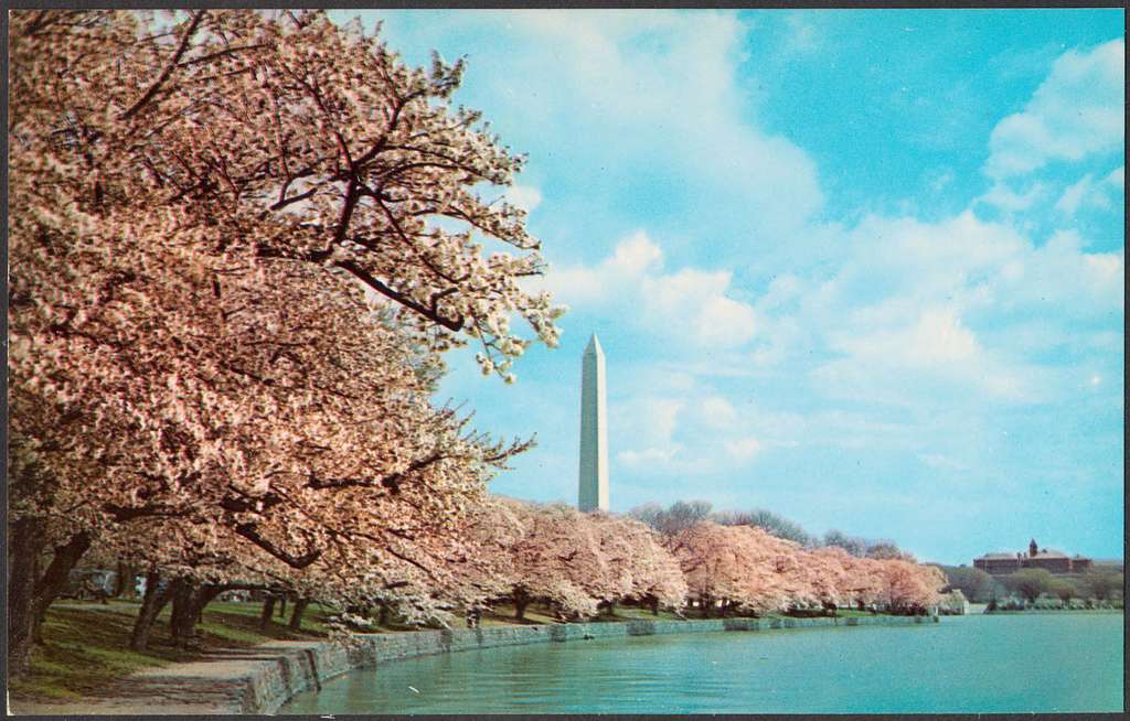 Washington D.C. monument, cherry blossoms Picryl | spring travel experiences
